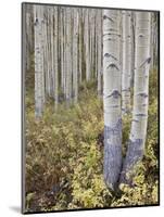 Aspen Grove in Early Fall, White River National Forest, Colorado-James Hager-Mounted Photographic Print