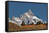 Aspen grove in front of Teton Range, Grand Teton National Park.-Adam Jones-Framed Stretched Canvas