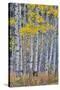 Aspen Grove in glowing golden colors of autumn, Aspen Township, Colorado-Darrell Gulin-Stretched Canvas