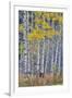 Aspen Grove in glowing golden colors of autumn, Aspen Township, Colorado-Darrell Gulin-Framed Photographic Print