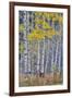 Aspen Grove in glowing golden colors of autumn, Aspen Township, Colorado-Darrell Gulin-Framed Photographic Print