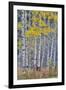 Aspen Grove in glowing golden colors of autumn, Aspen Township, Colorado-Darrell Gulin-Framed Photographic Print