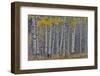 Aspen Grove in glowing golden colors of autumn, Aspen Township, Colorado-Darrell Gulin-Framed Photographic Print