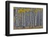 Aspen Grove in glowing golden colors of autumn, Aspen Township, Colorado-Darrell Gulin-Framed Photographic Print