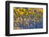 Aspen Grove in glowing golden colors of autumn, Aspen Township, Colorado-Darrell Gulin-Framed Photographic Print