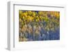 Aspen Grove in glowing golden colors of autumn, Aspen Township, Colorado-Darrell Gulin-Framed Photographic Print