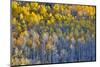 Aspen Grove in glowing golden colors of autumn, Aspen Township, Colorado-Darrell Gulin-Mounted Photographic Print