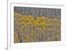 Aspen Grove in glowing golden colors of autumn, Aspen Township, Colorado-Darrell Gulin-Framed Premium Photographic Print