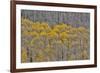 Aspen Grove in glowing golden colors of autumn, Aspen Township, Colorado-Darrell Gulin-Framed Premium Photographic Print