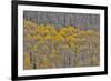 Aspen Grove in glowing golden colors of autumn, Aspen Township, Colorado-Darrell Gulin-Framed Premium Photographic Print