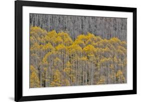 Aspen Grove in glowing golden colors of autumn, Aspen Township, Colorado-Darrell Gulin-Framed Premium Photographic Print