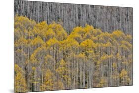 Aspen Grove in glowing golden colors of autumn, Aspen Township, Colorado-Darrell Gulin-Mounted Premium Photographic Print