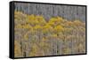 Aspen Grove in glowing golden colors of autumn, Aspen Township, Colorado-Darrell Gulin-Framed Stretched Canvas