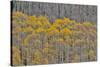 Aspen Grove in glowing golden colors of autumn, Aspen Township, Colorado-Darrell Gulin-Stretched Canvas