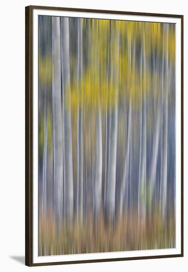 Aspen Grove in golden autumn colors, Aspen Township, Colorado-Darrell Gulin-Framed Premium Photographic Print