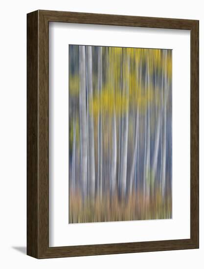 Aspen Grove in golden autumn colors, Aspen Township, Colorado-Darrell Gulin-Framed Photographic Print