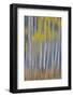 Aspen Grove in golden autumn colors, Aspen Township, Colorado-Darrell Gulin-Framed Photographic Print