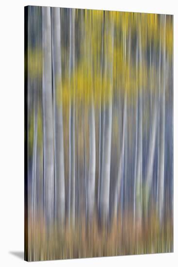 Aspen Grove in golden autumn colors, Aspen Township, Colorado-Darrell Gulin-Stretched Canvas