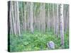 Aspen Grove in McClure Pass, Colorado, USA-Julie Eggers-Stretched Canvas