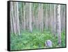 Aspen Grove in McClure Pass, Colorado, USA-Julie Eggers-Framed Stretched Canvas