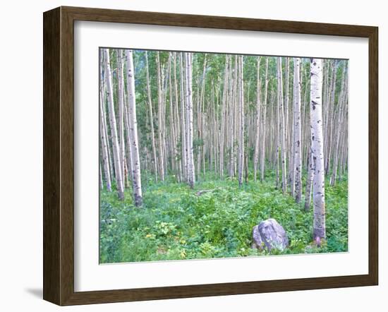 Aspen Grove in McClure Pass, Colorado, USA-Julie Eggers-Framed Premium Photographic Print