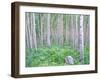 Aspen Grove in McClure Pass, Colorado, USA-Julie Eggers-Framed Premium Photographic Print