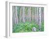 Aspen Grove in McClure Pass, Colorado, USA-Julie Eggers-Framed Premium Photographic Print