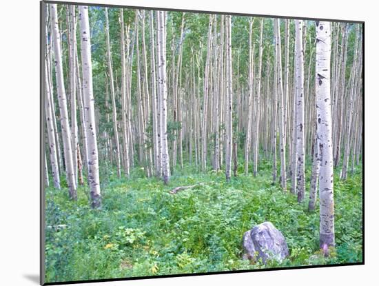 Aspen Grove in McClure Pass, Colorado, USA-Julie Eggers-Mounted Premium Photographic Print