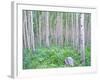 Aspen Grove in McClure Pass, Colorado, USA-Julie Eggers-Framed Photographic Print