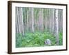 Aspen Grove in McClure Pass, Colorado, USA-Julie Eggers-Framed Photographic Print