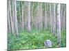 Aspen Grove in McClure Pass, Colorado, USA-Julie Eggers-Mounted Photographic Print