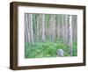 Aspen Grove in McClure Pass, Colorado, USA-Julie Eggers-Framed Photographic Print