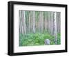 Aspen Grove in McClure Pass, Colorado, USA-Julie Eggers-Framed Photographic Print