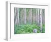 Aspen Grove in McClure Pass, Colorado, USA-Julie Eggers-Framed Photographic Print