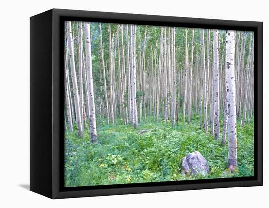 Aspen Grove in McClure Pass, Colorado, USA-Julie Eggers-Framed Stretched Canvas