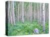 Aspen Grove in McClure Pass, Colorado, USA-Julie Eggers-Stretched Canvas
