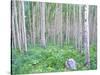 Aspen Grove in McClure Pass, Colorado, USA-Julie Eggers-Stretched Canvas