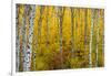 Aspen grove in peak fall colors in Glacier National Park, Montana, USA-Chuck Haney-Framed Photographic Print