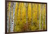 Aspen grove in peak fall colors in Glacier National Park, Montana, USA-Chuck Haney-Framed Photographic Print