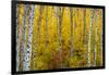 Aspen grove in peak fall colors in Glacier National Park, Montana, USA-Chuck Haney-Framed Photographic Print