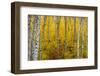 Aspen grove in peak fall colors in Glacier National Park, Montana, USA-Chuck Haney-Framed Photographic Print