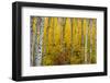 Aspen grove in peak fall colors in Glacier National Park, Montana, USA-Chuck Haney-Framed Photographic Print