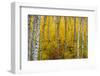 Aspen grove in peak fall colors in Glacier National Park, Montana, USA-Chuck Haney-Framed Photographic Print