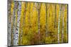 Aspen grove in peak fall colors in Glacier National Park, Montana, USA-Chuck Haney-Mounted Photographic Print