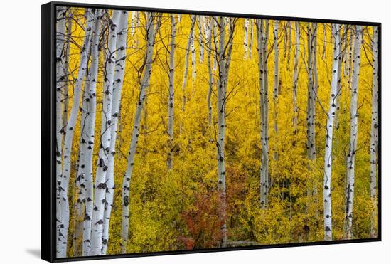 Aspen grove in peak fall colors in Glacier National Park, Montana, USA-Chuck Haney-Framed Stretched Canvas