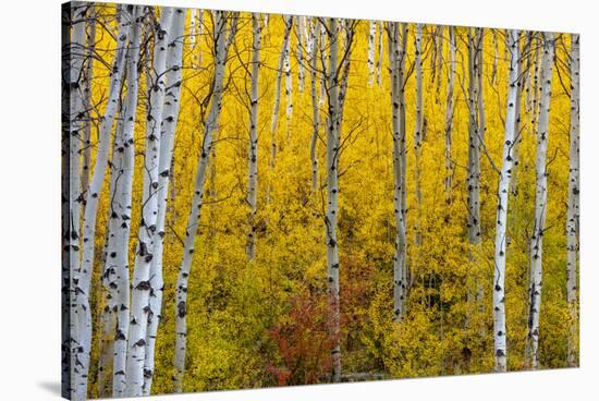 Aspen grove in peak fall colors in Glacier National Park, Montana, USA-Chuck Haney-Stretched Canvas