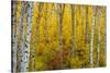 Aspen grove in peak fall colors in Glacier National Park, Montana, USA-Chuck Haney-Stretched Canvas