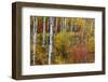 Aspen grove in peak fall colors in Glacier National Park, Montana, USA-Chuck Haney-Framed Photographic Print