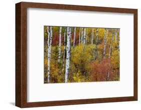 Aspen grove in peak fall colors in Glacier National Park, Montana, USA-Chuck Haney-Framed Photographic Print