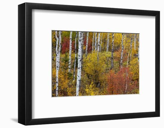 Aspen grove in peak fall colors in Glacier National Park, Montana, USA-Chuck Haney-Framed Photographic Print